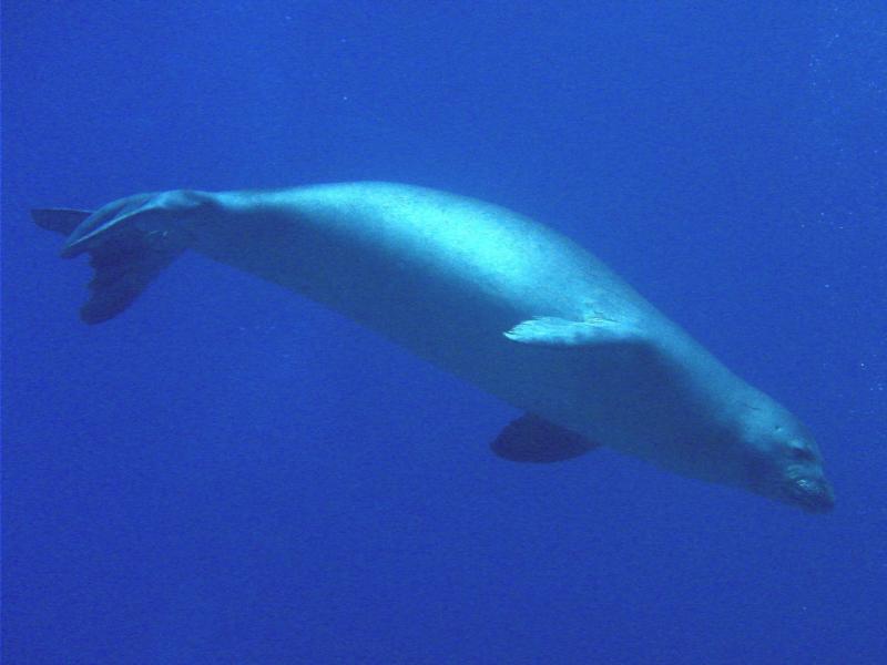 endangered Hawaiian Monk Seal