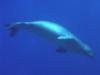 endangered Hawaiian Monk Seal