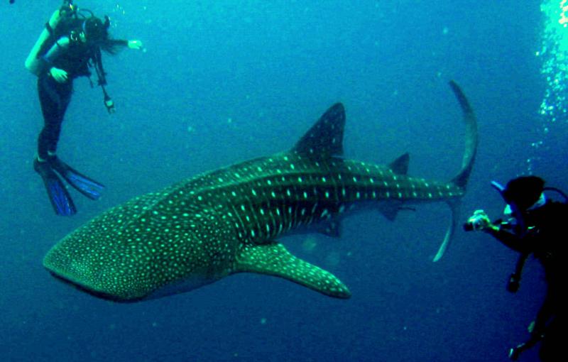 Belize, Whale Shark, Glovers Reef Atoll