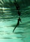 Belize, Sea Horse, Glovers Reef Atoll