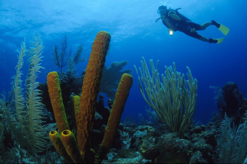 Belize, Long Caye Wall, Glovers Reef Atoll