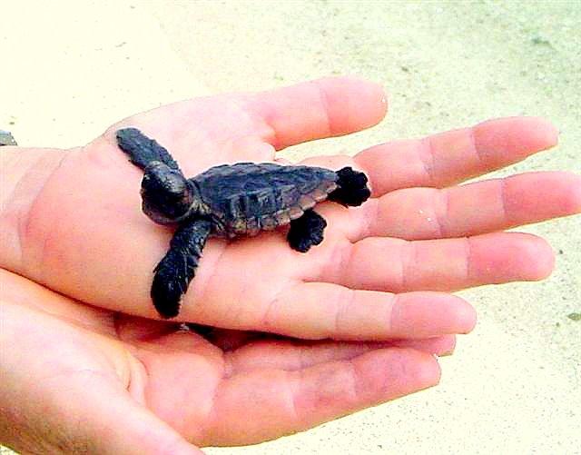 Logger Head Turtle Hatchling