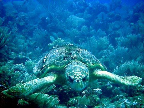 Logger Head turtle, Long Caye, Glovers Reef Atoll
