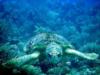 Logger Head turtle, Long Caye, Glovers Reef Atoll