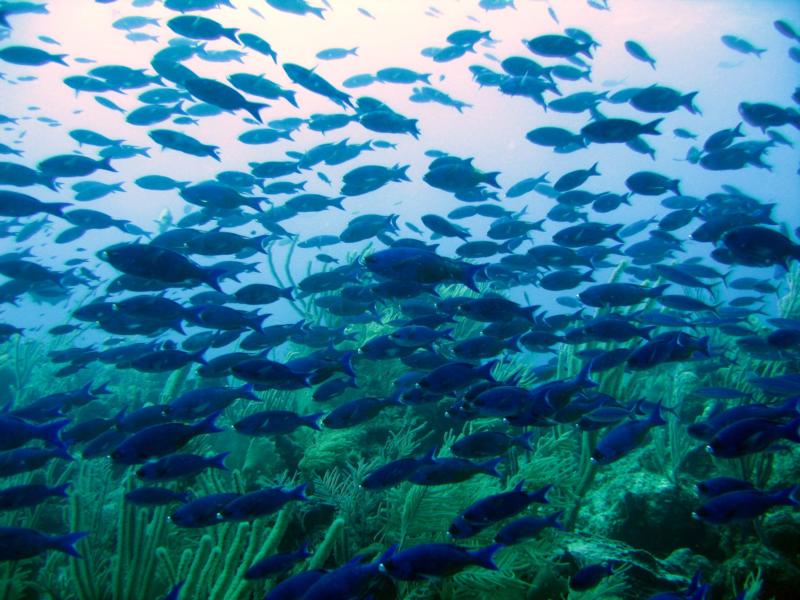 Creole Wrasse, Long Caye, Glovers Reef Atoll