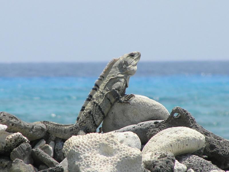 Iguana, Long Caye, Glovers Reef Atoll