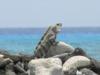 Iguana, Long Caye, Glovers Reef Atoll