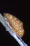 Flamingo Tongue by Mark Webster, Glovers Atoll