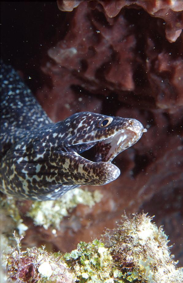 Spotted Moray by Mark Webster at Off The Wall, Glovers Atoll, Belize