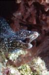 Spotted Moray by Mark Webster at Off The Wall, Glovers Atoll, Belize