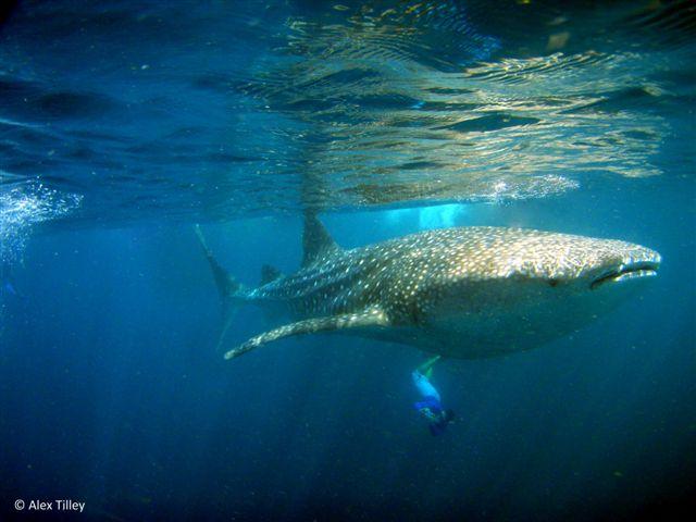 Whale Shark by Alex Tilley