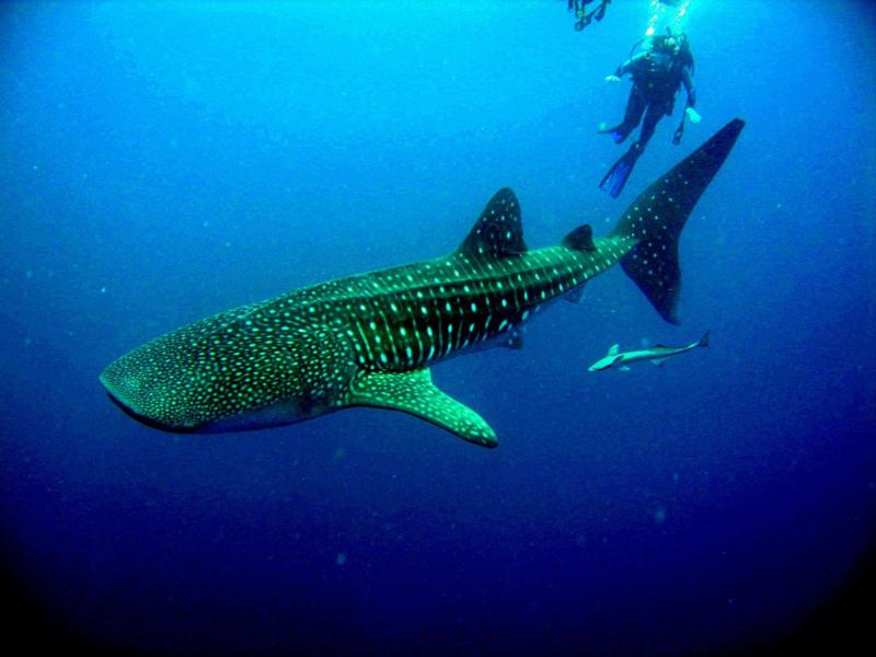 Belize, Whale Shark, OffTheWallDiveCenter.com