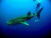 Belize, Whale Shark, OffTheWallDiveCenter.com