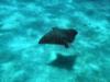 Puerto Vallarta Eagle Ray