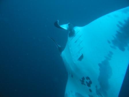 Puerto Vallarta Giant Manta