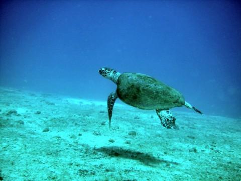 Puerto Vallarta Turtle