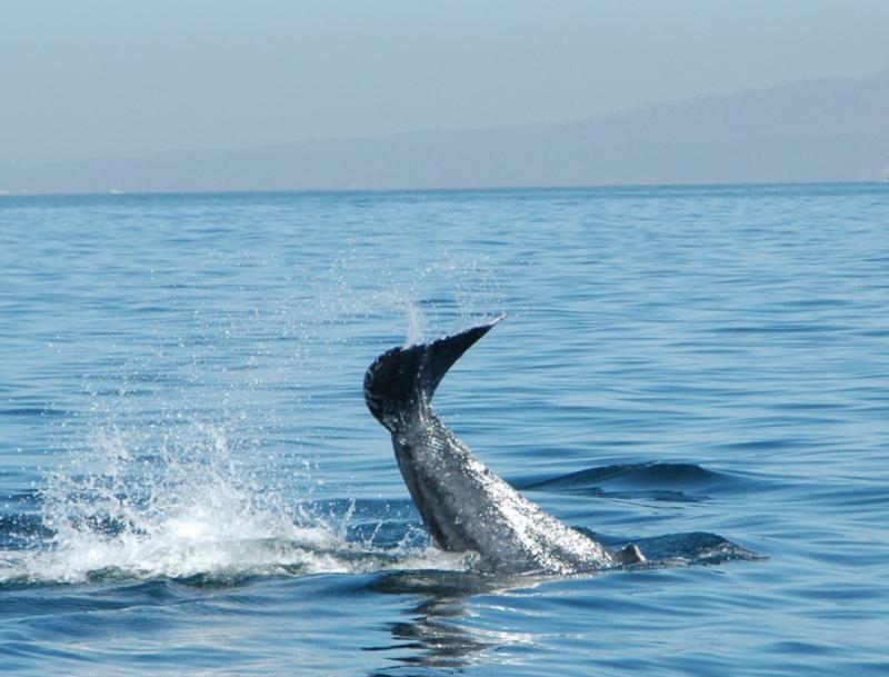 Puerto Vallarta HUMPBACK