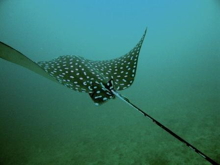 Puerto Vallarta Eagle Ray II