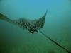 Puerto Vallarta Eagle Ray II