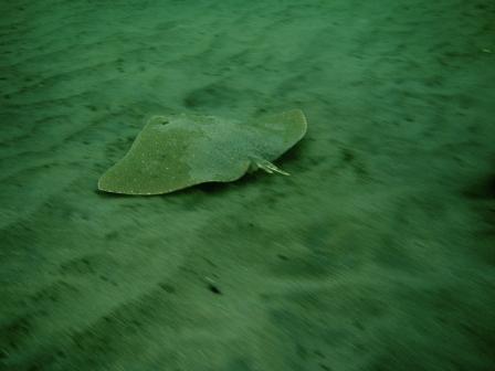 Puerto Vallarta Butterfly Ray