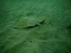 Puerto Vallarta Butterfly Ray