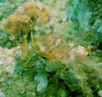 Puerto Vallarta Sea Horse