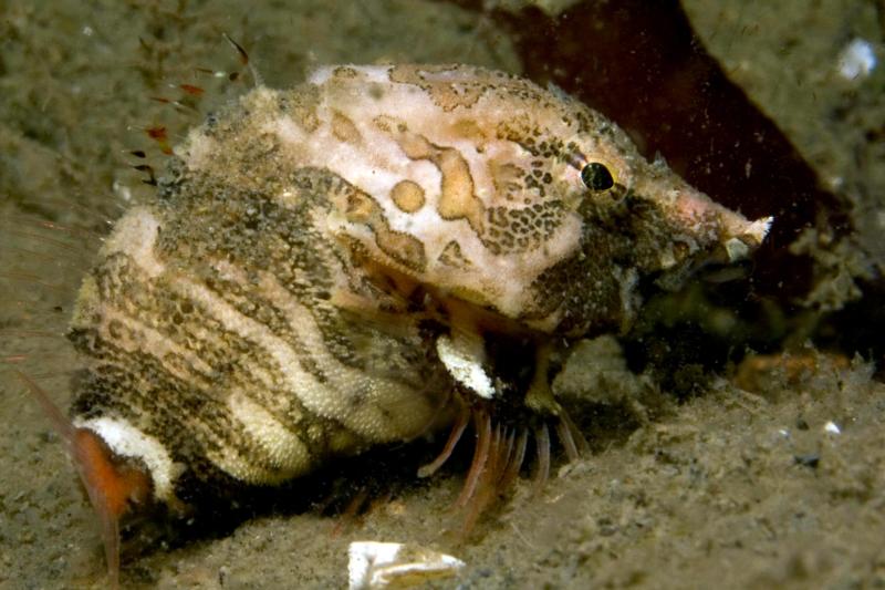 Grunt Sculpin