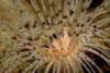 Tube Anemone