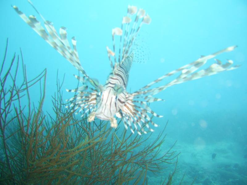 Lion Fish
