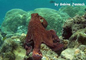 Common Reef Octopus in Lagoon