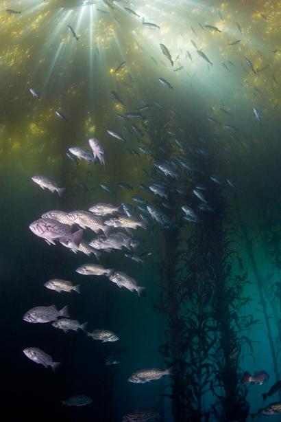 monterey kelp ...blue rockfish