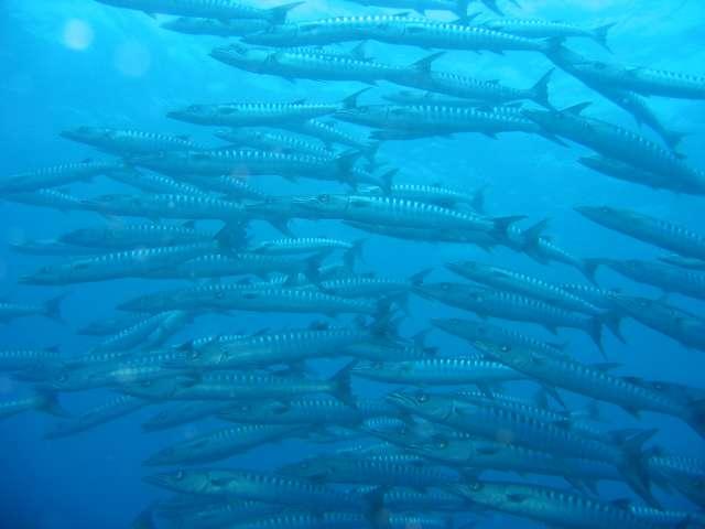 Cebu Dive Shop