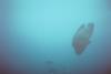 wrasse - Sleaford_diver