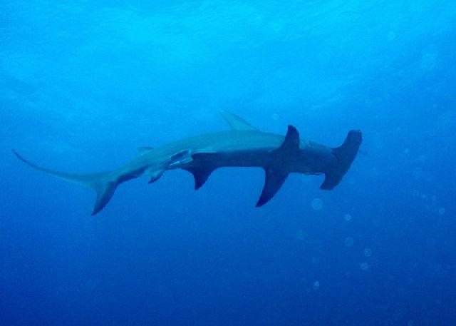 Hammerhead