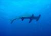 Hammerhead