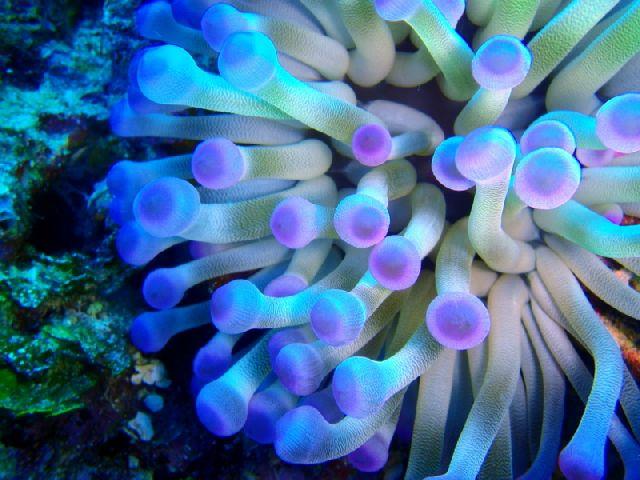 Purple Anemones