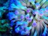 Purple Anemones