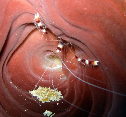 Banded Coral Shrimp