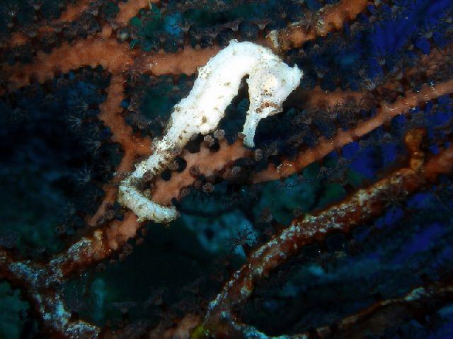 Longsnout Seahorse