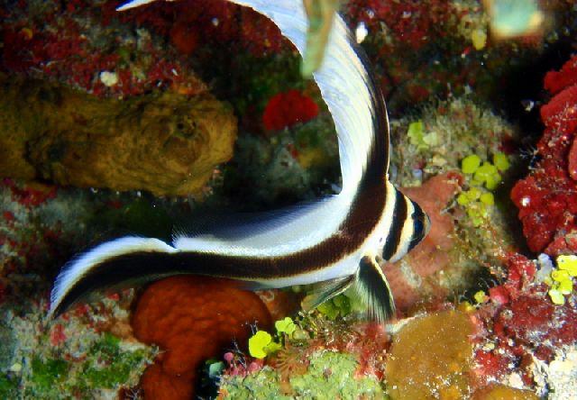 Juvenile Spotted Drum