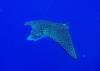 Spotted Eagle Ray