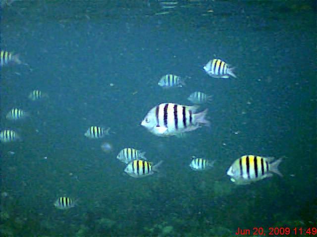Nassua Sergeant Majors