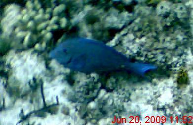 Nassau Snorkeling