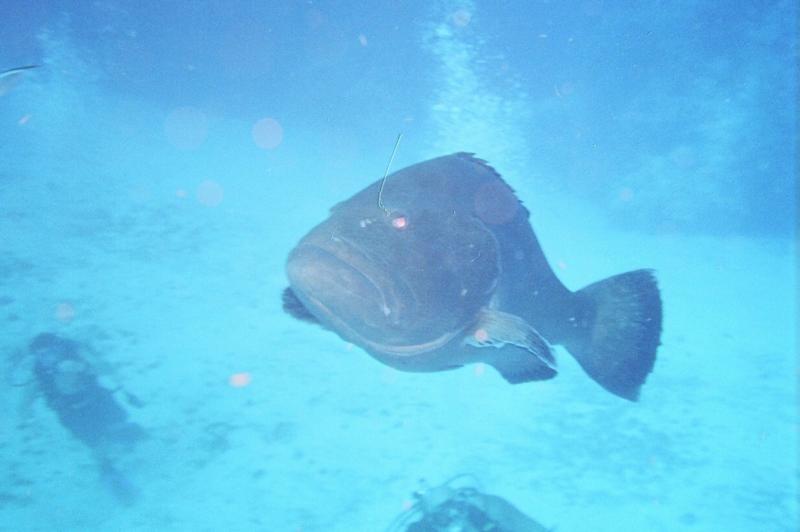 The friendly Grouper that snuck up on us @ Cozumel