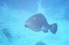 The friendly Grouper that snuck up on us @ Cozumel