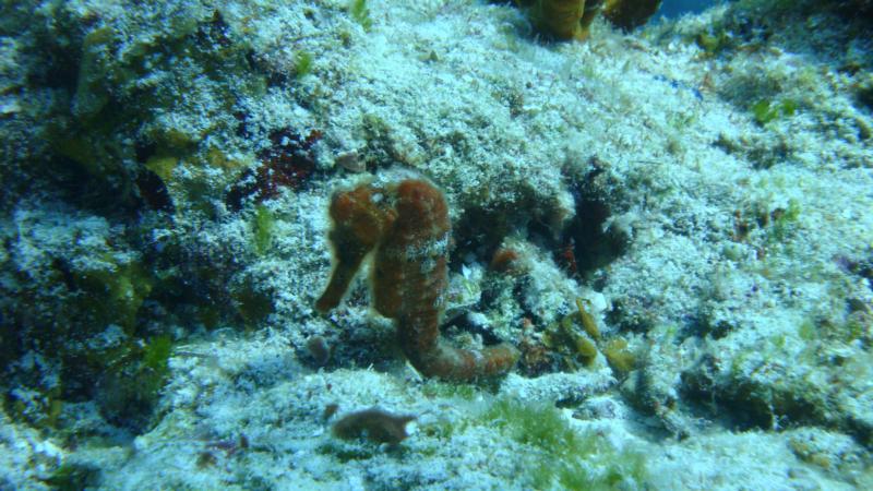 Seahorse @ Cozumel