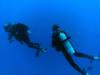 Diving Moorea