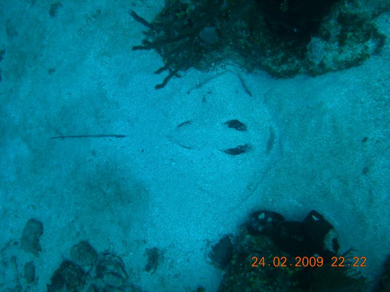 Sting Ray Launch