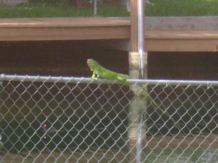 Iguana on Fence at my Dock