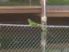 Iguana on Fence at my Dock